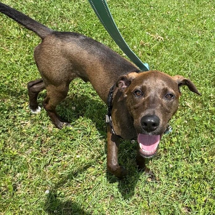 Enlarge Squirt, a Adoptable Mixed Breed in Wilmington, DE image 3/6