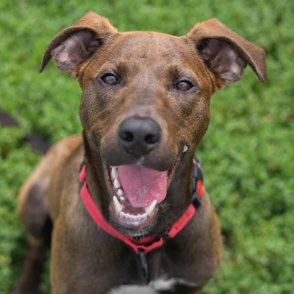 Enlarge Squirt, a Adoptable Mixed Breed in Wilmington, DE image 4/6