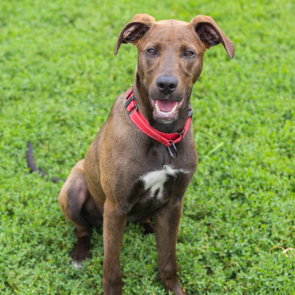 Enlarge Squirt, a Adoptable Mixed Breed in Wilmington, DE image 5/6
