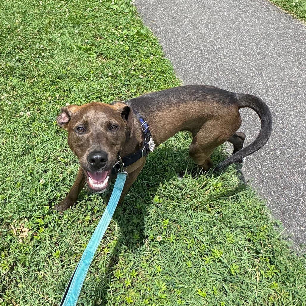 Enlarge Squirt, a Adoptable Mixed Breed in Wilmington, DE image 6/6