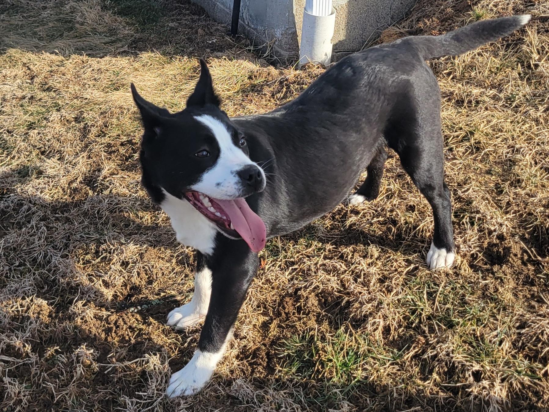 Chip, an adopted mixed breed in New Martinsville, WV image 5/5