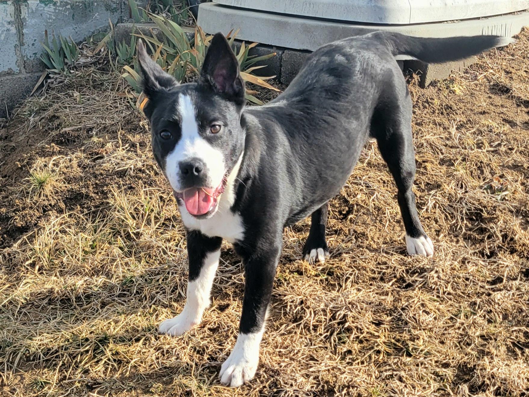 Chip, an adopted mixed breed in New Martinsville, WV image 4/5
