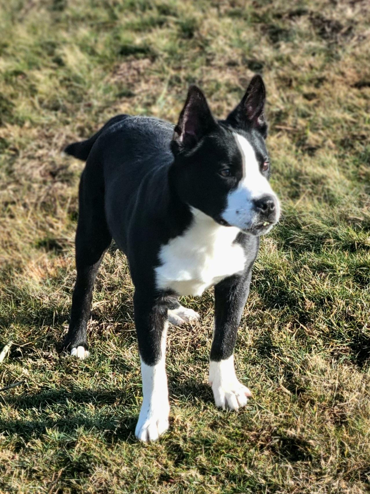 Chip, an adopted mixed breed in New Martinsville, WV image 1/5