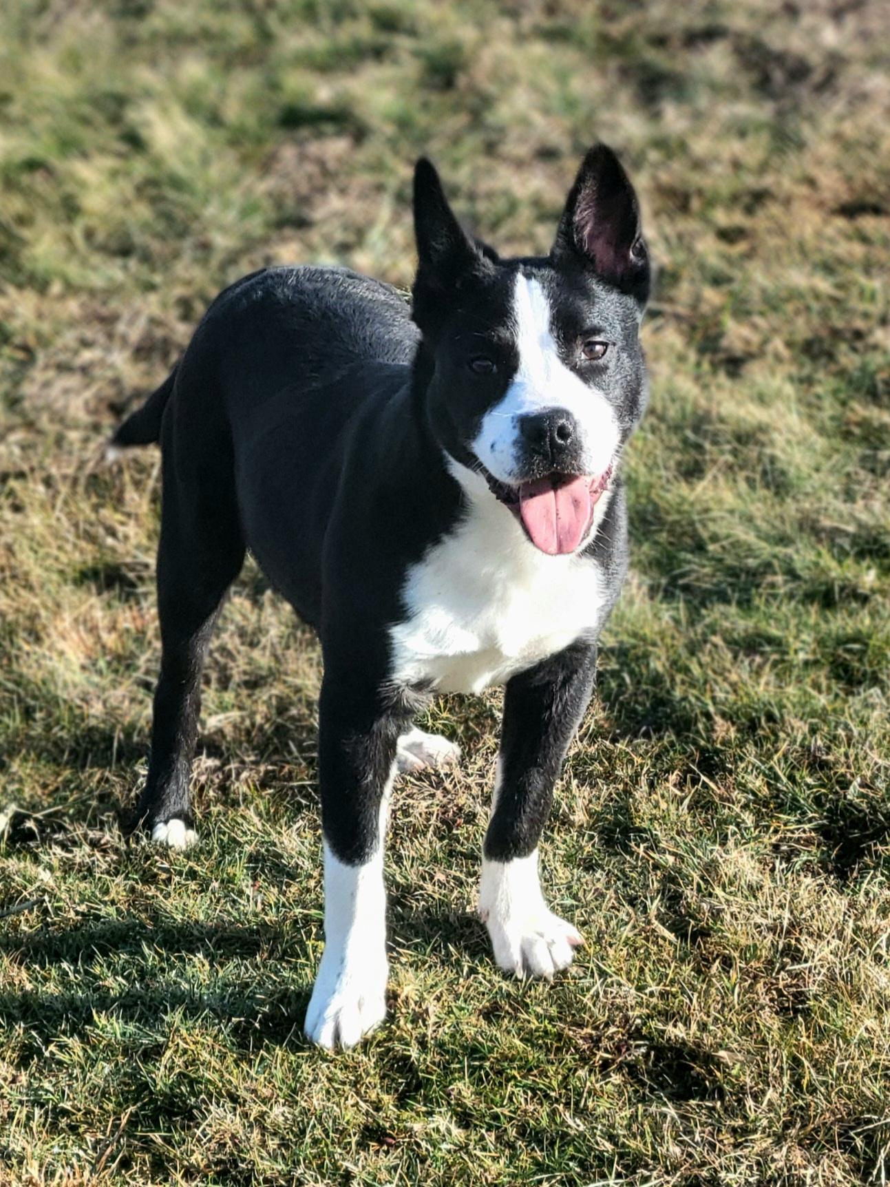 Chip, an adopted mixed breed in New Martinsville, WV image 2/5