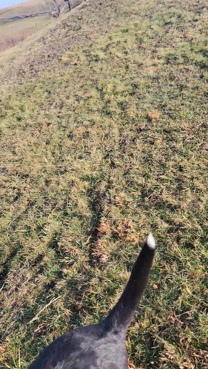 Enlarge Chip, an adopted mixed breed in New Martinsville, WV video 3/5