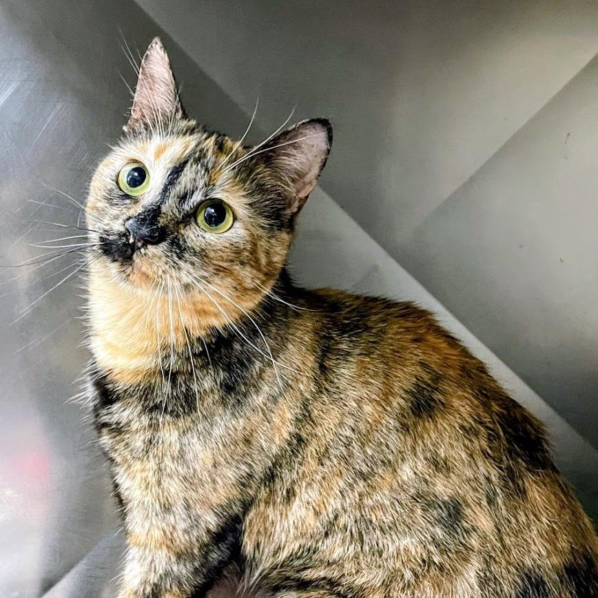 Babka — thumbnail 3