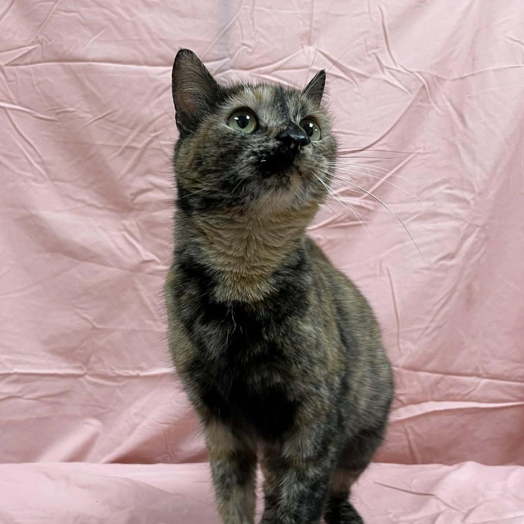 Babka — thumbnail 4