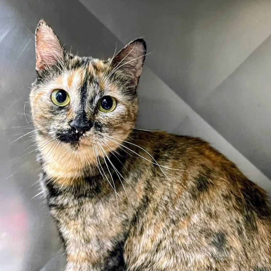 Babka — thumbnail 5