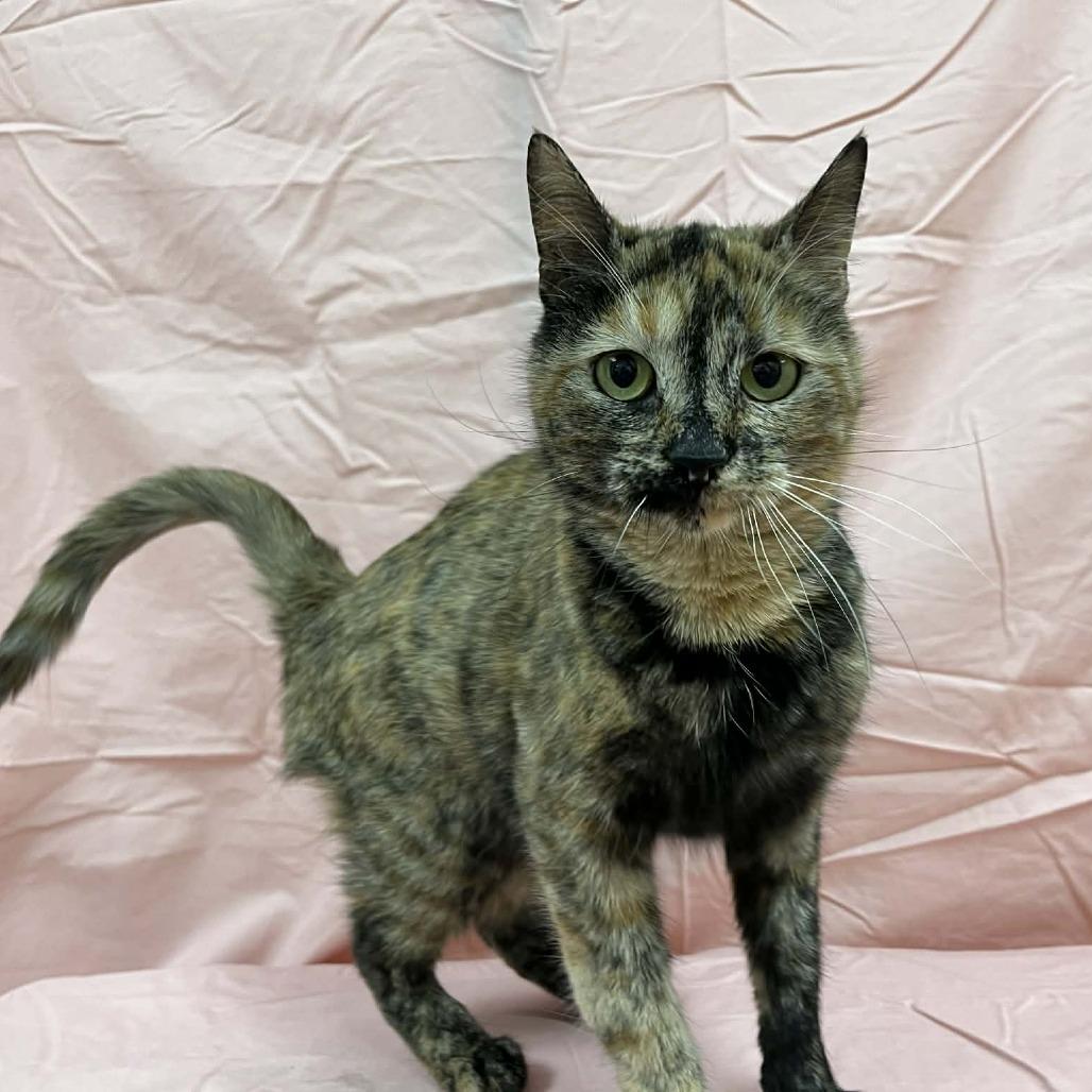 Babka — thumbnail 6