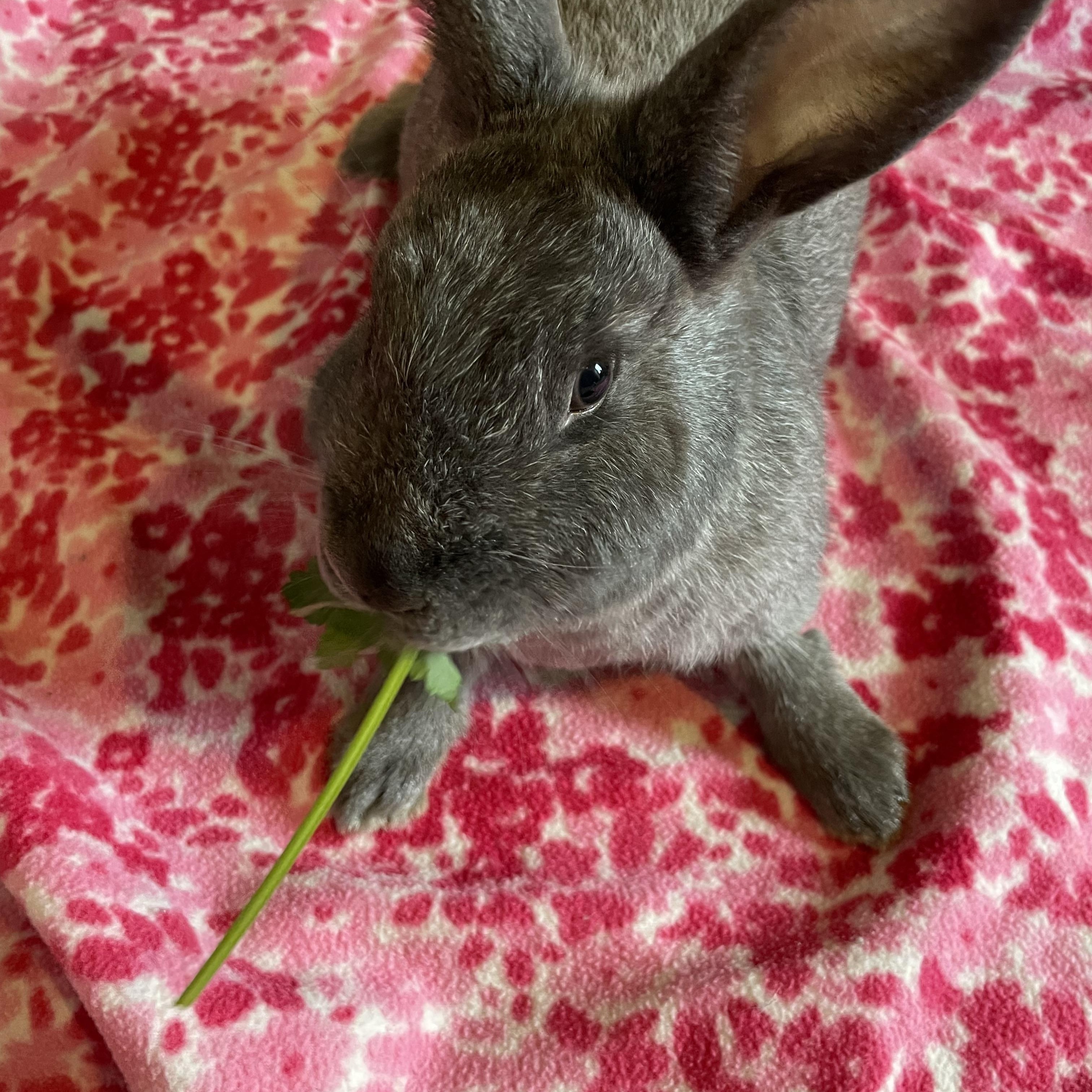 Enlarge Blackberry, a Adoptable Chinchilla in Whittaker, MI image 1/4