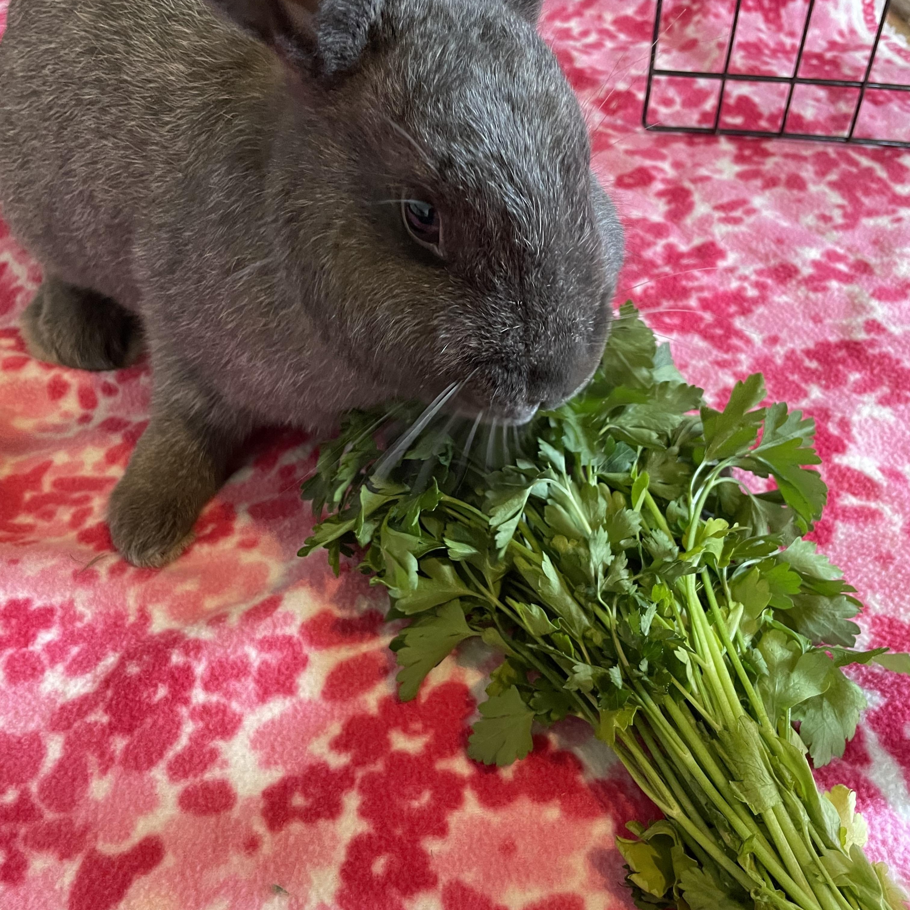 Enlarge Blackberry, a Adoptable Chinchilla in Whittaker, MI image 2/4