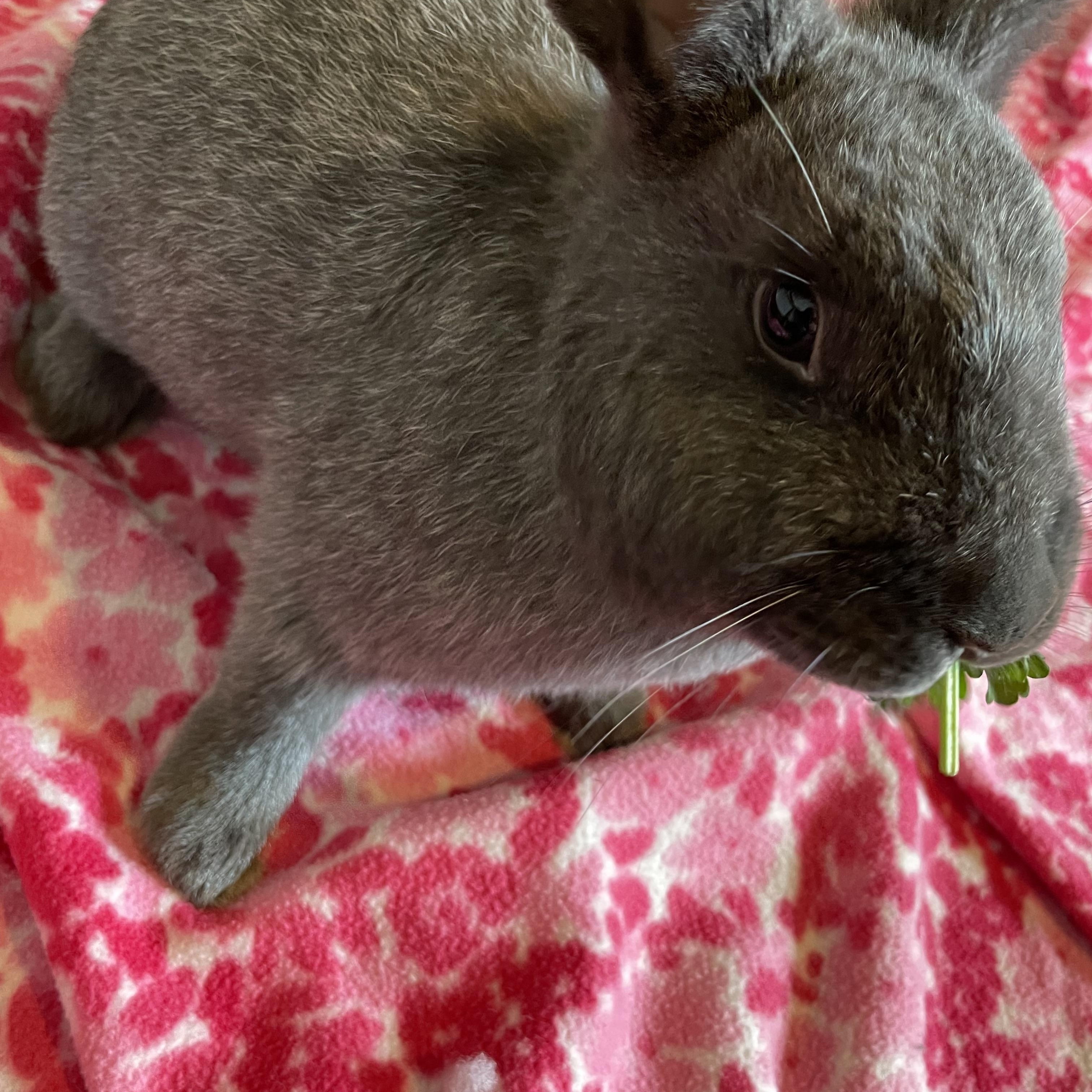 Enlarge Blackberry, a Adoptable Chinchilla in Whittaker, MI image 3/4