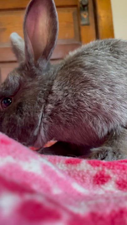 Enlarge Blackberry, a Adoptable Chinchilla in Whittaker, MI video 4/4