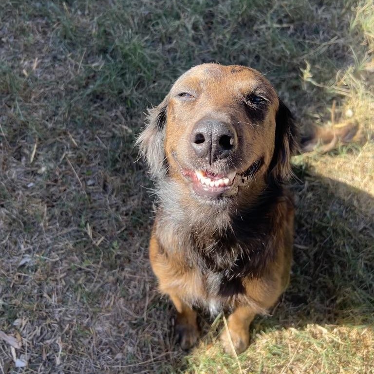 Opal, ADOPTABLE, Young Female Australian Shepherd & Catahoula Leopard Dog.