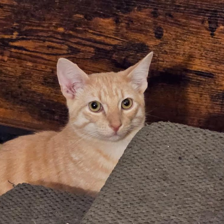 Oscar, Baby Male Domestic Medium Hair
