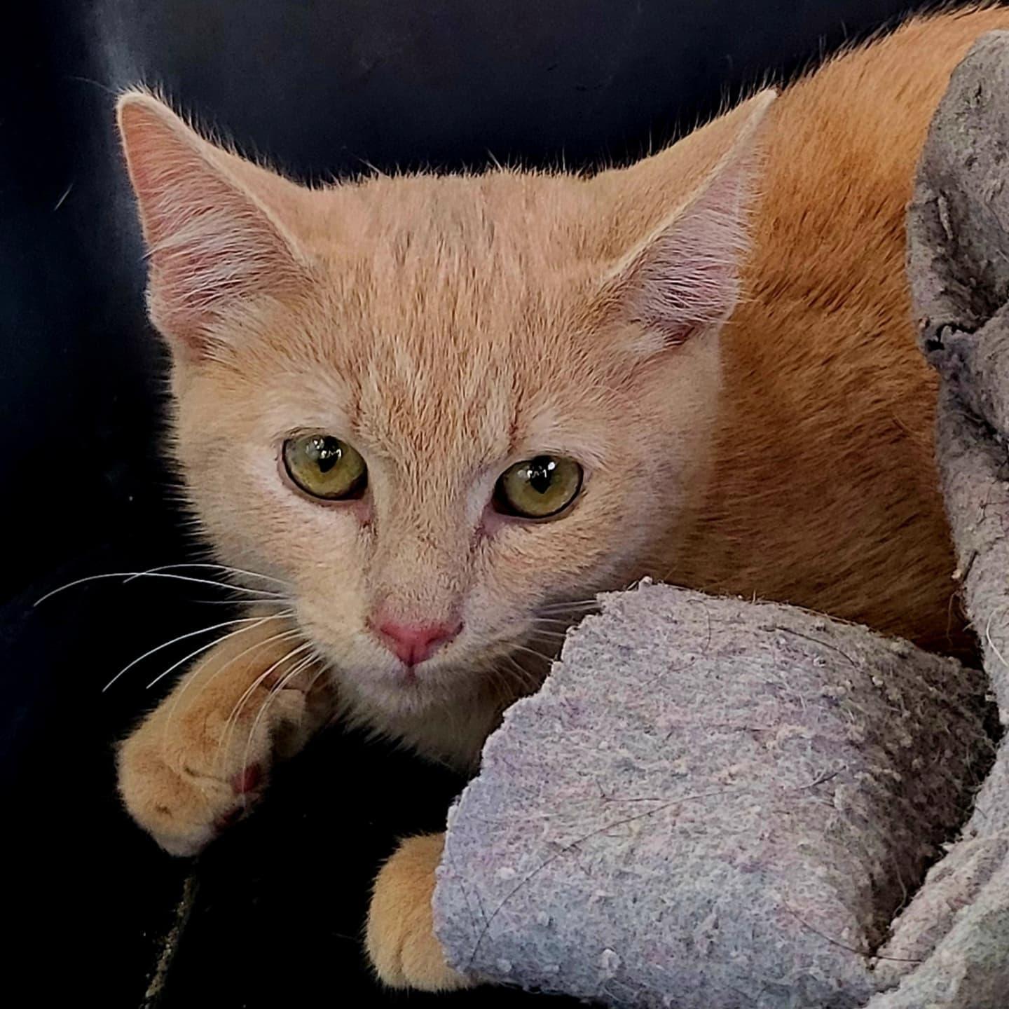 Oscar, a Adoptable Domestic Short Hair in Chicago, IL image 4/4