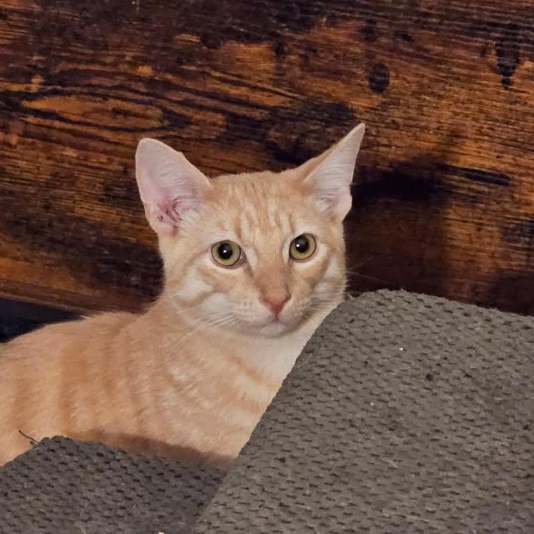 Oscar, a Adoptable Domestic Short Hair in Chicago, IL image 2/4