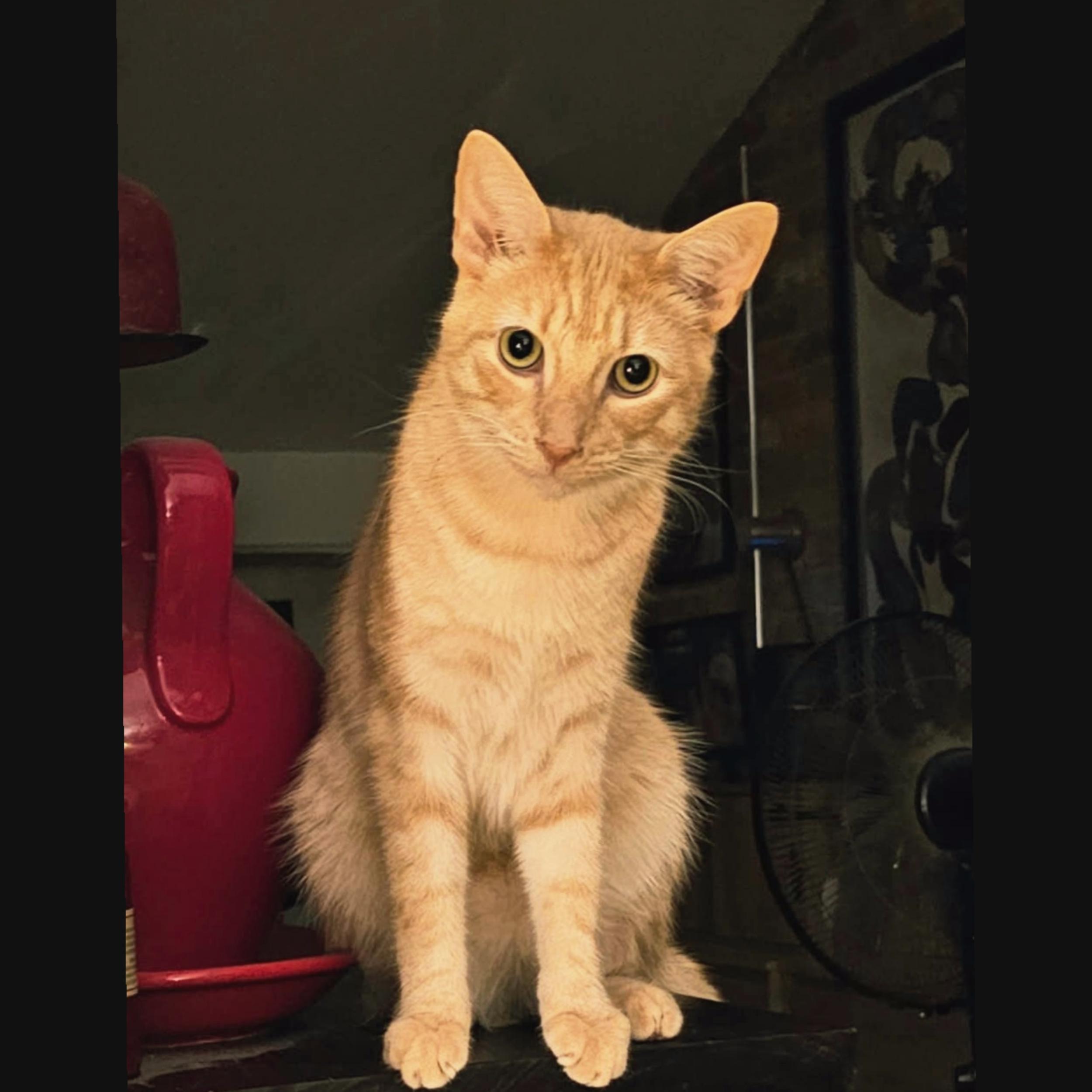 Oscar, Adoptable, Young Male Domestic Short Hair.