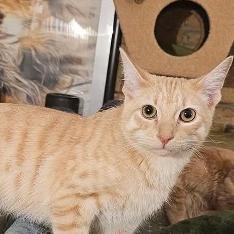 Oscar, Adoptable, Young Male Domestic Short Hair.