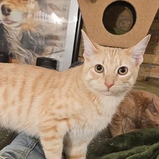 Oscar, a Adoptable Domestic Short Hair in Chicago, IL image 3/4