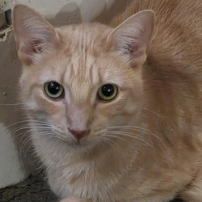 Enlarge Oscar, a Adoptable Domestic Short Hair in Chicago, IL image 1/5