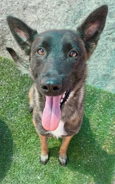 Angie, Adoptable, Adult Female Belgian Shepherd / Malinois.