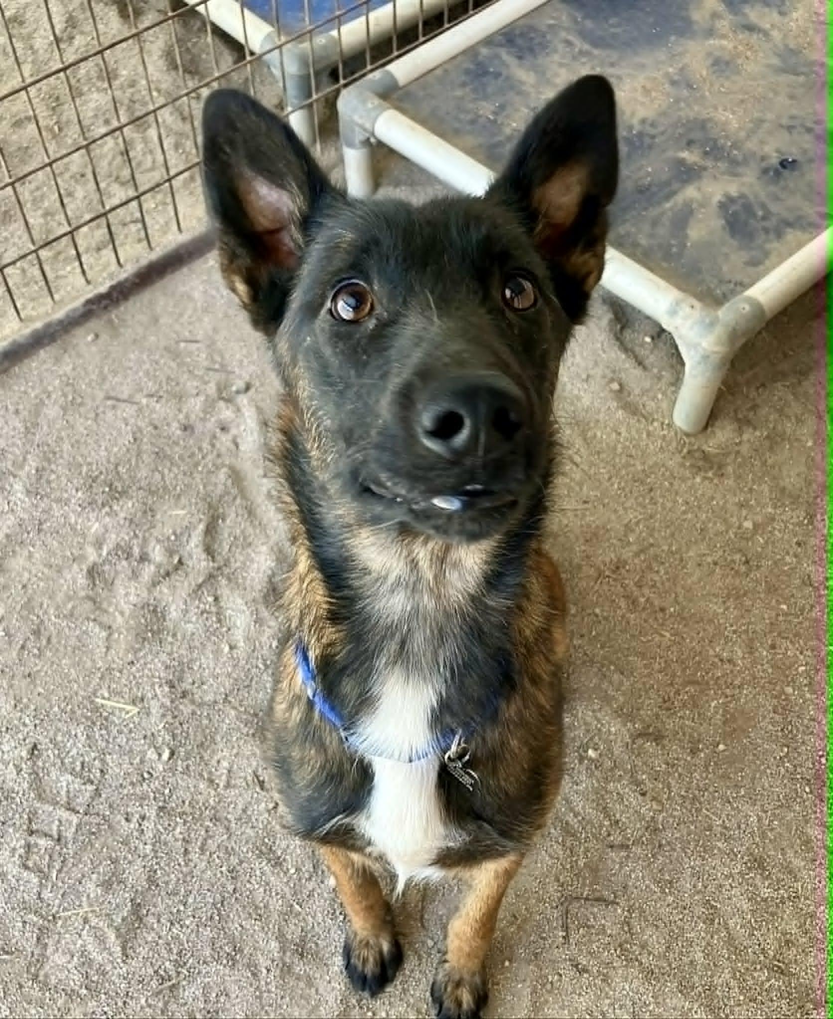 Angie, a Adoptable Belgian Shepherd / Malinois in Vancouver, WA image 2/2