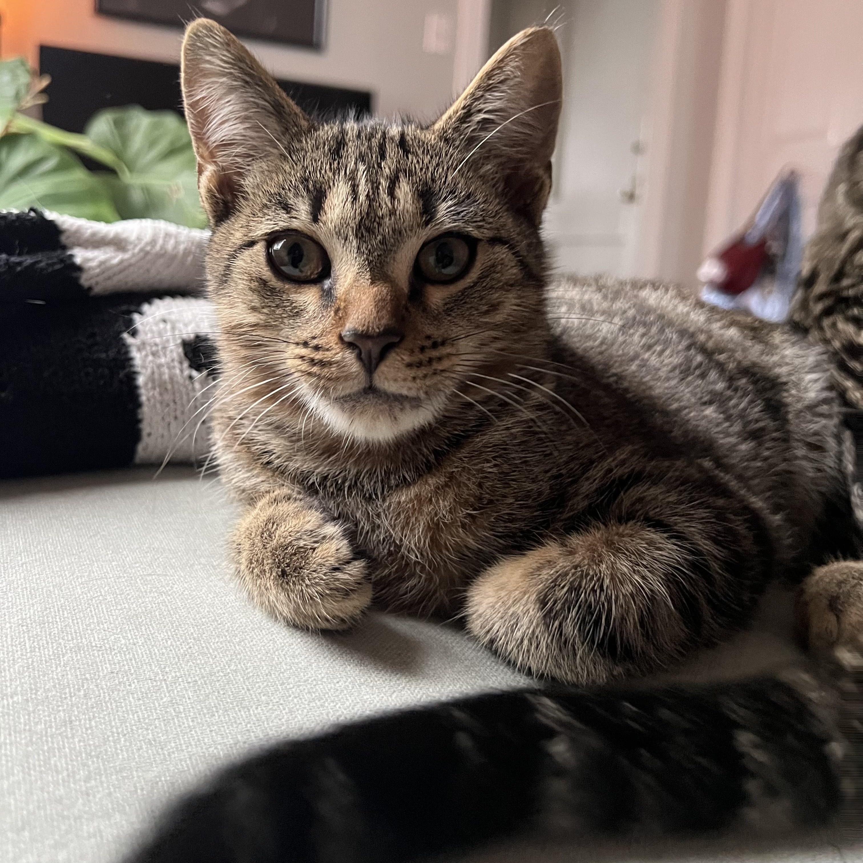 Devil's Food, Adoptable, Kitten Male Domestic Short Hair.