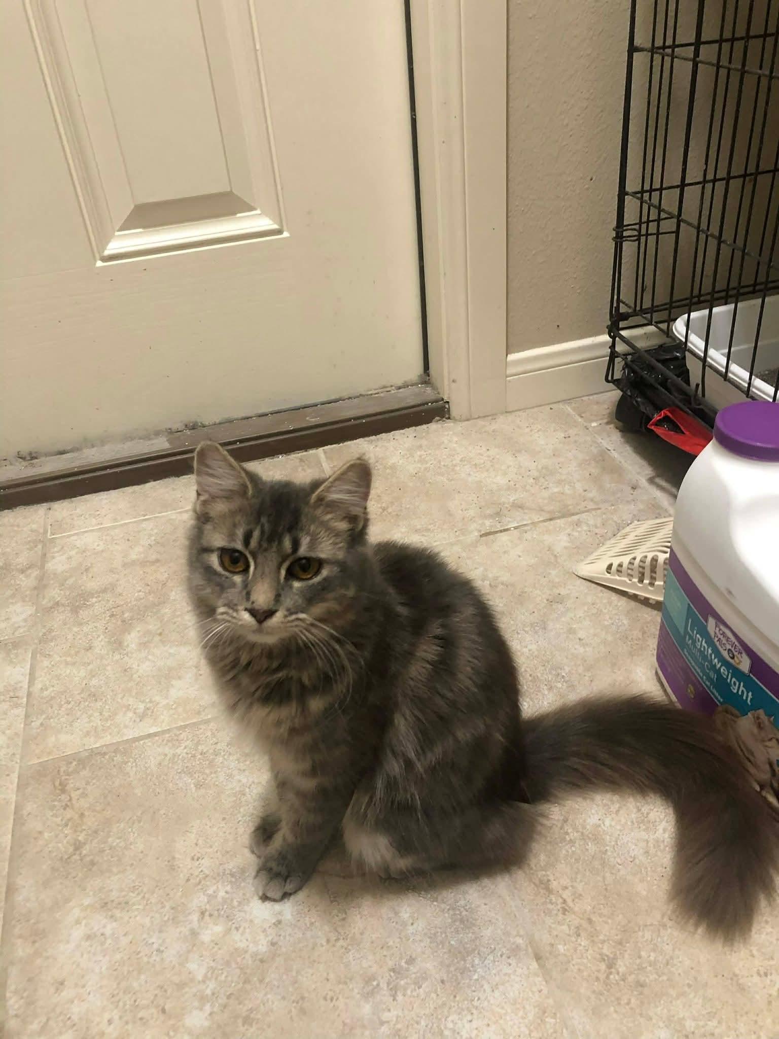 Daphne, an adopted Domestic Medium Hair in Mount Pleasant, TX image 2/4
