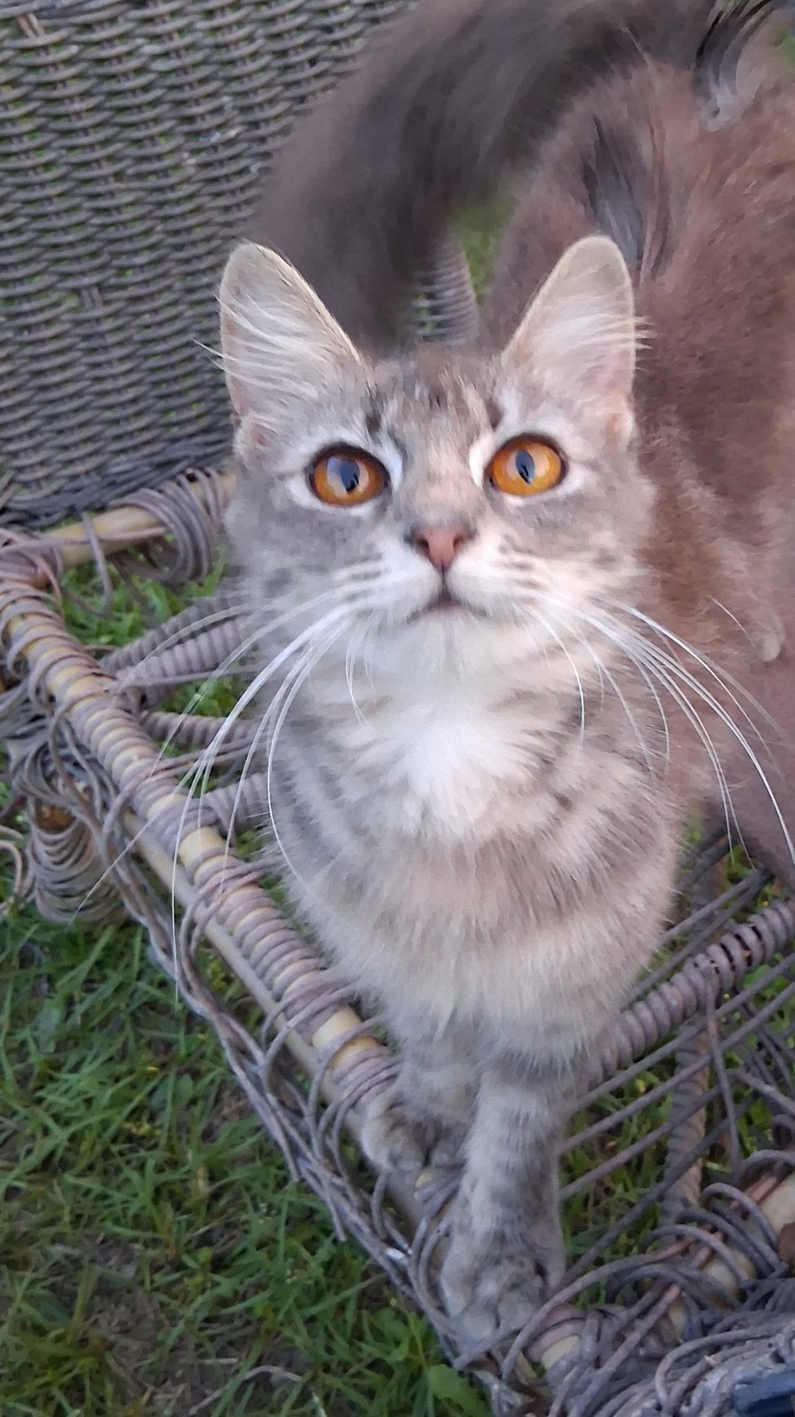 Daphne, an adopted Domestic Medium Hair in Mount Pleasant, TX image 4/4