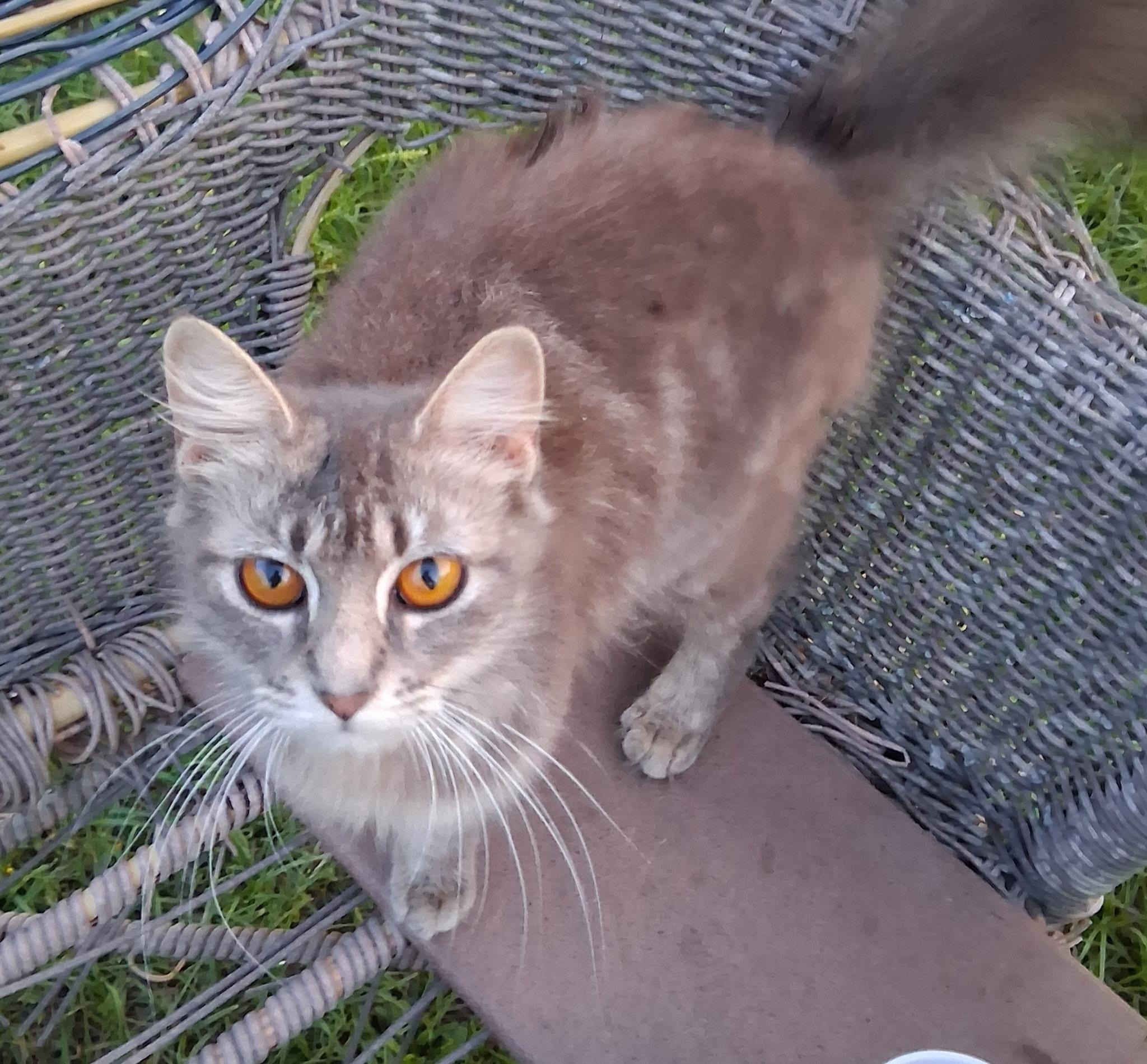 Daphne, an adopted Domestic Medium Hair in Mount Pleasant, TX image 3/4