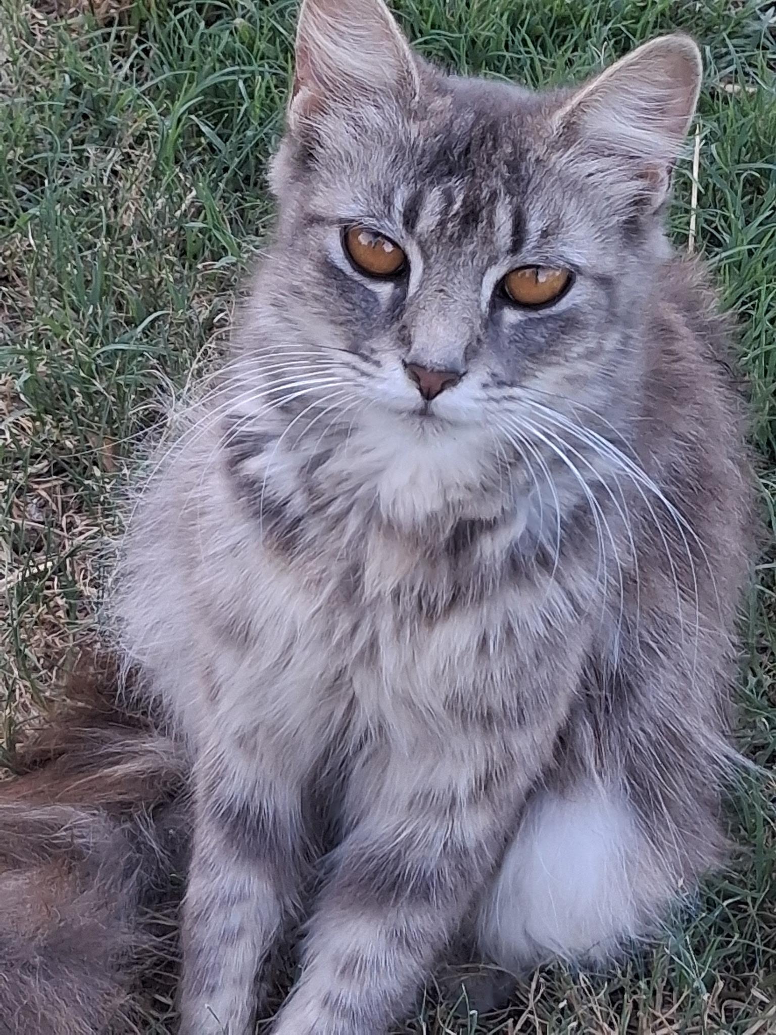 Daphne, adopted, Young Female Domestic Medium Hair.