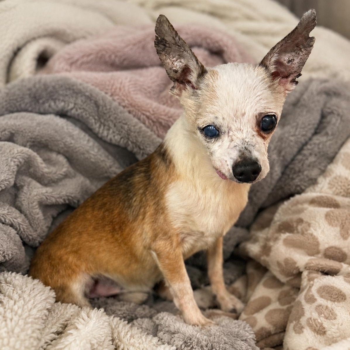 Archer 8831, an adoptable Chihuahua in Boca Raton, FL image 3/3