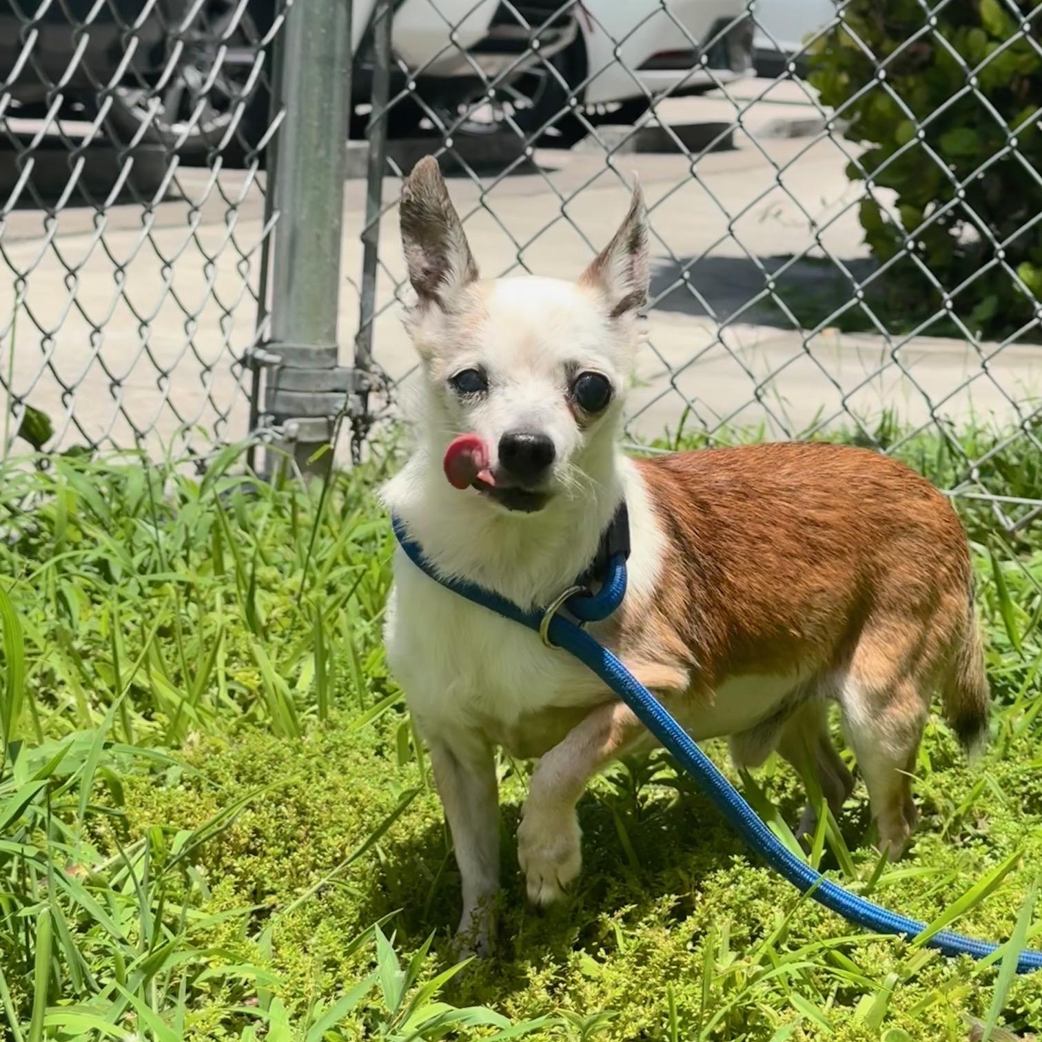 Archer 8831, an adoptable Chihuahua in Boca Raton, FL image 2/3