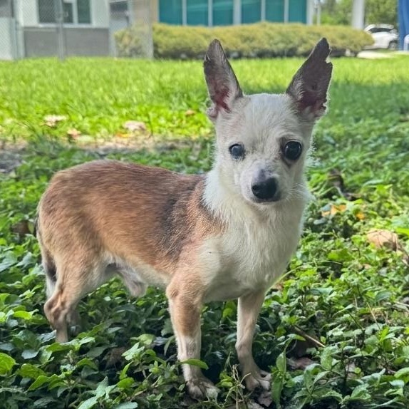 Archer 8831, adoptable, Senior Male Chihuahua.