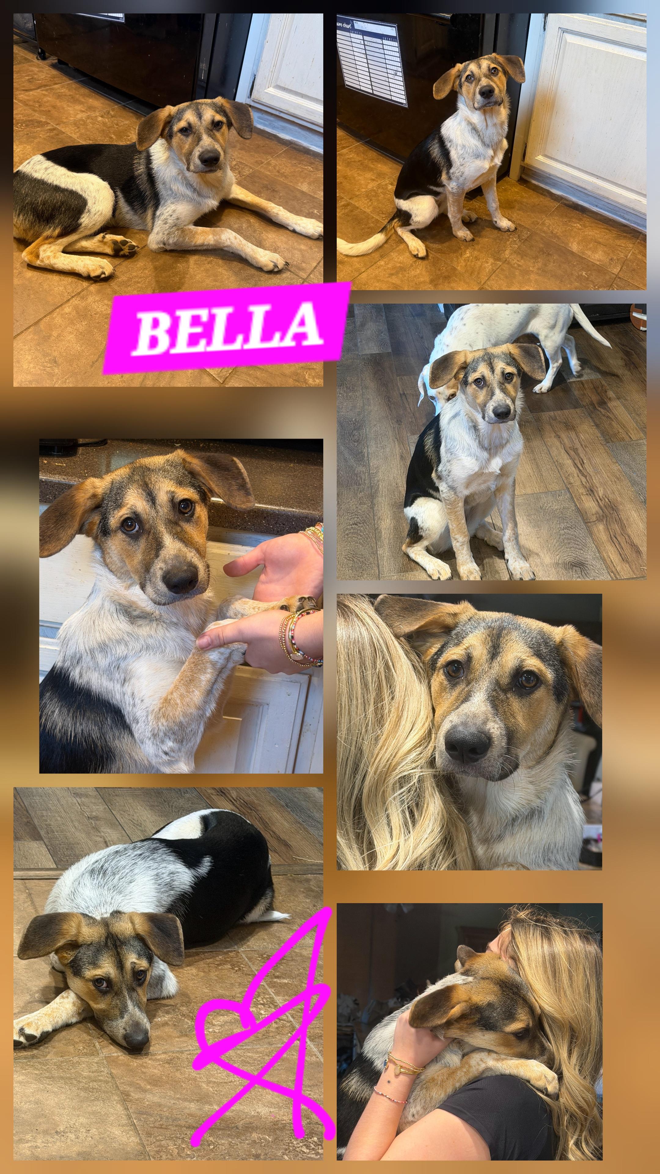 BELLA, ADOPTABLE, Young Female Beagle & Australian Cattle Dog / Blue Heeler.