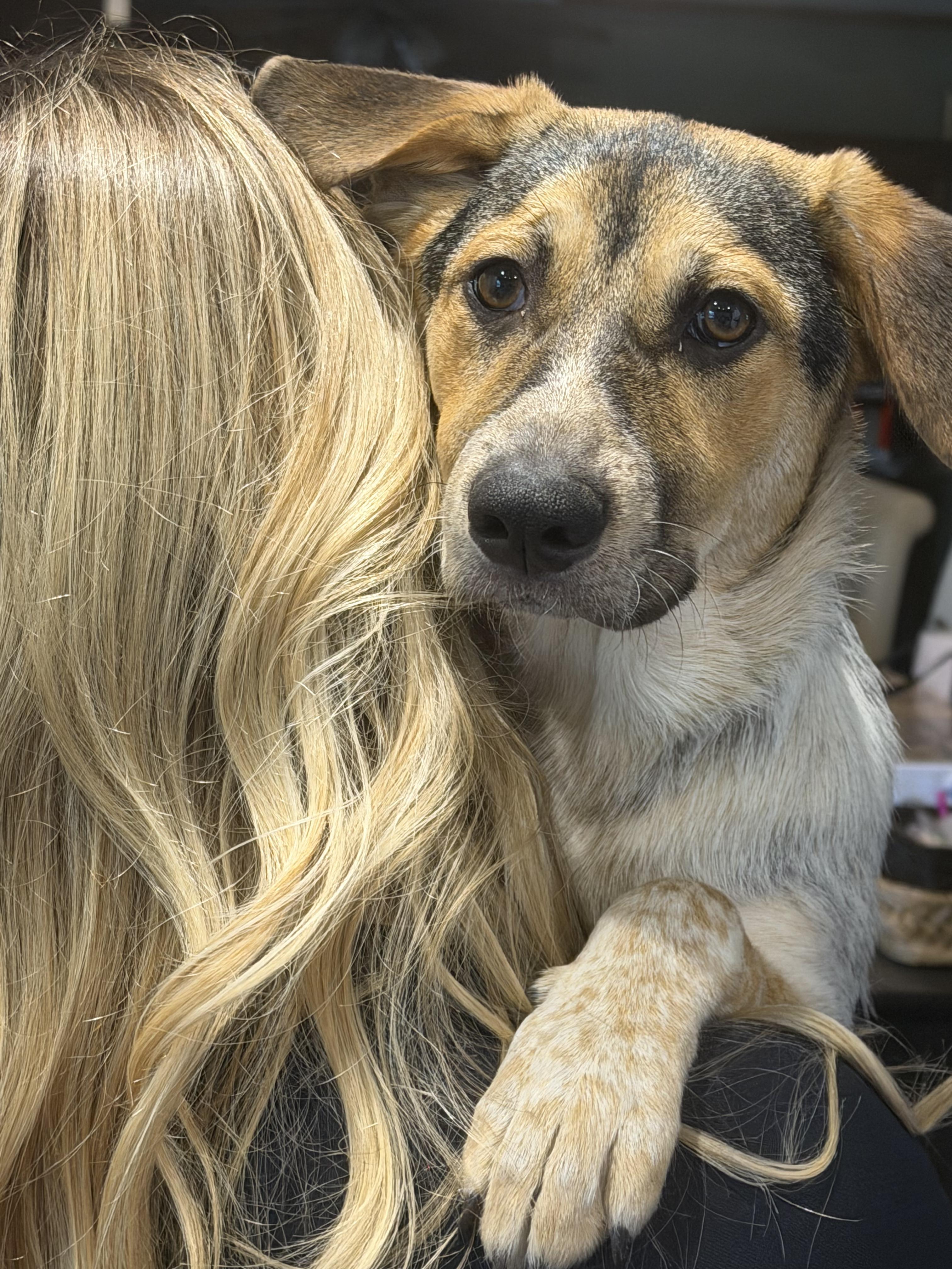 BELLA, a ADOPTABLE mixed breed in Jackson, TN image 4/5