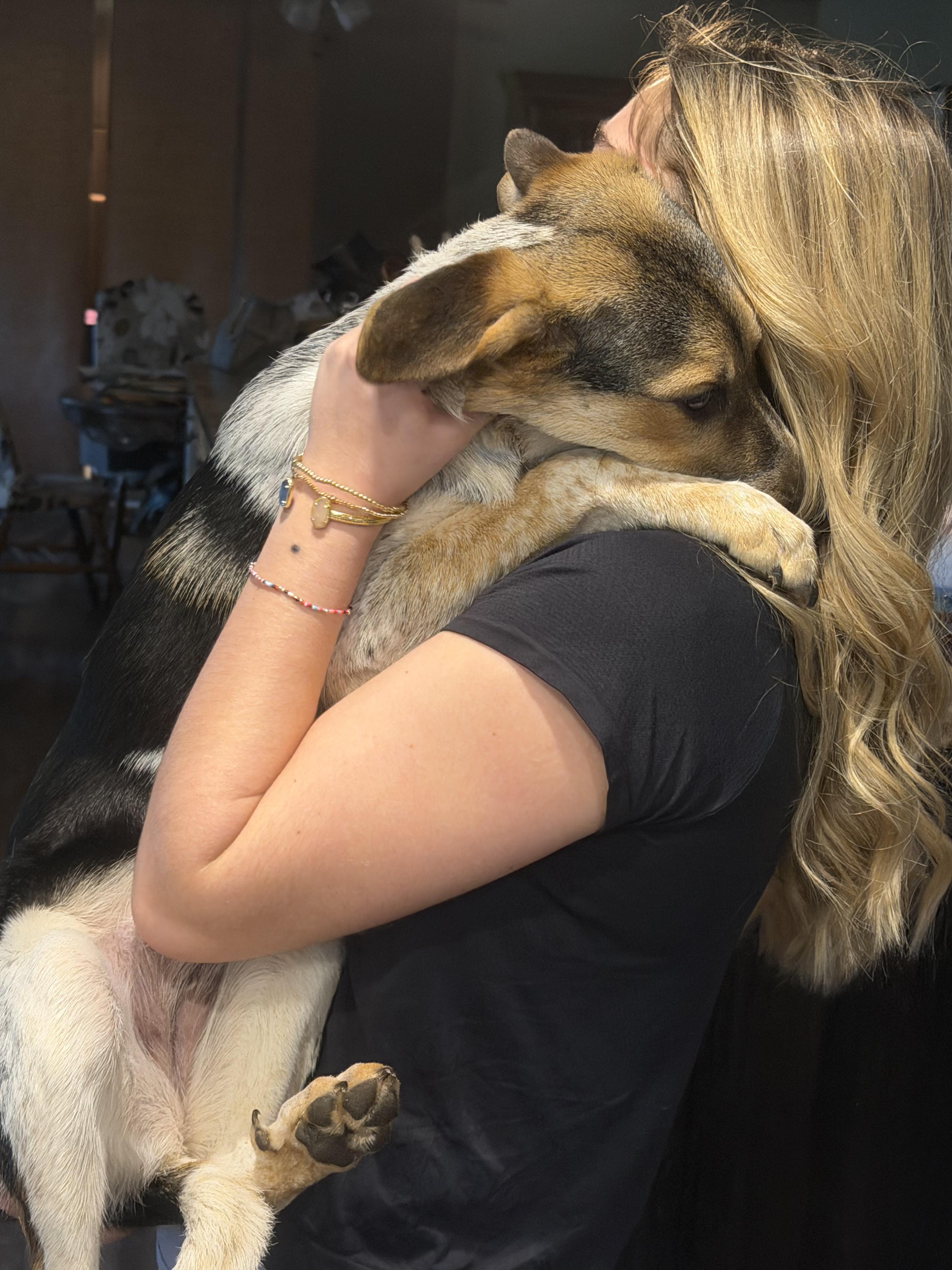 BELLA, a ADOPTABLE mixed breed in Jackson, TN image 5/5