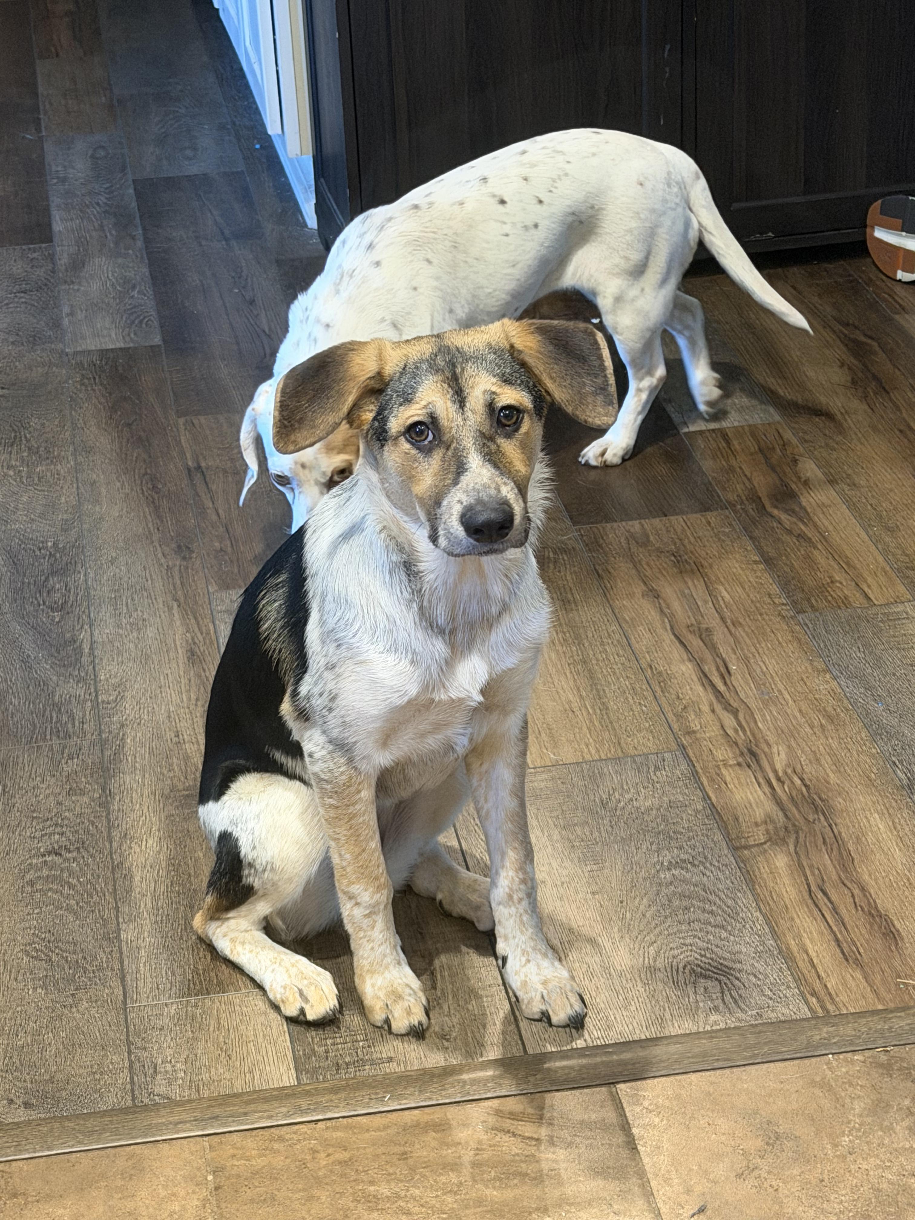 BELLA, a ADOPTABLE mixed breed in Jackson, TN image 2/5