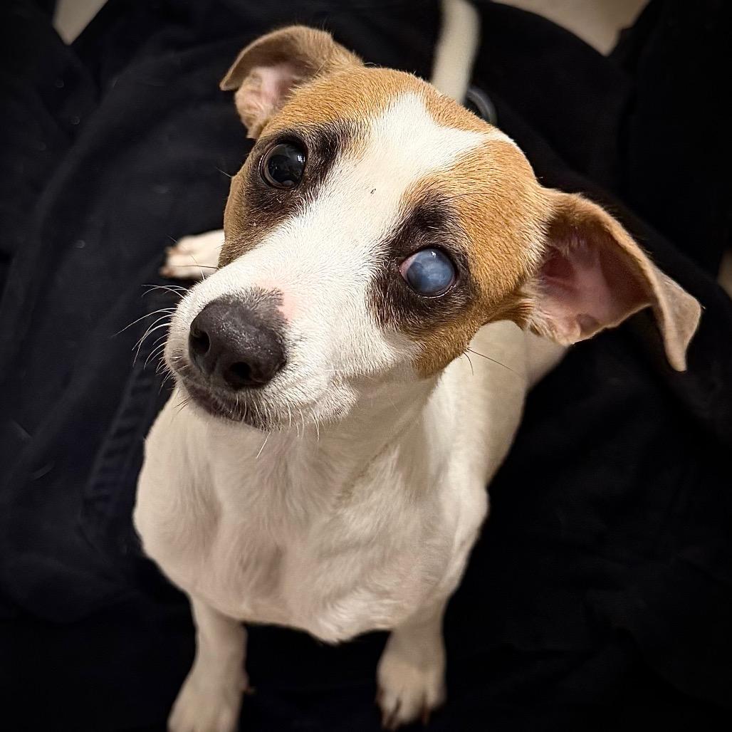 Mama Miracle, a Adoptable Dachshund in Rockville, MD image 1/3