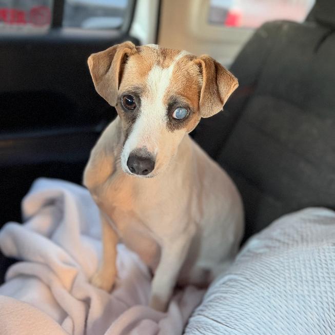 Mama Miracle, a Adoptable Dachshund in Rockville, MD image 2/3