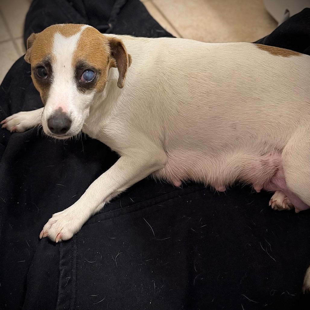 Mama Miracle, a Adoptable Dachshund in Rockville, MD image 3/3