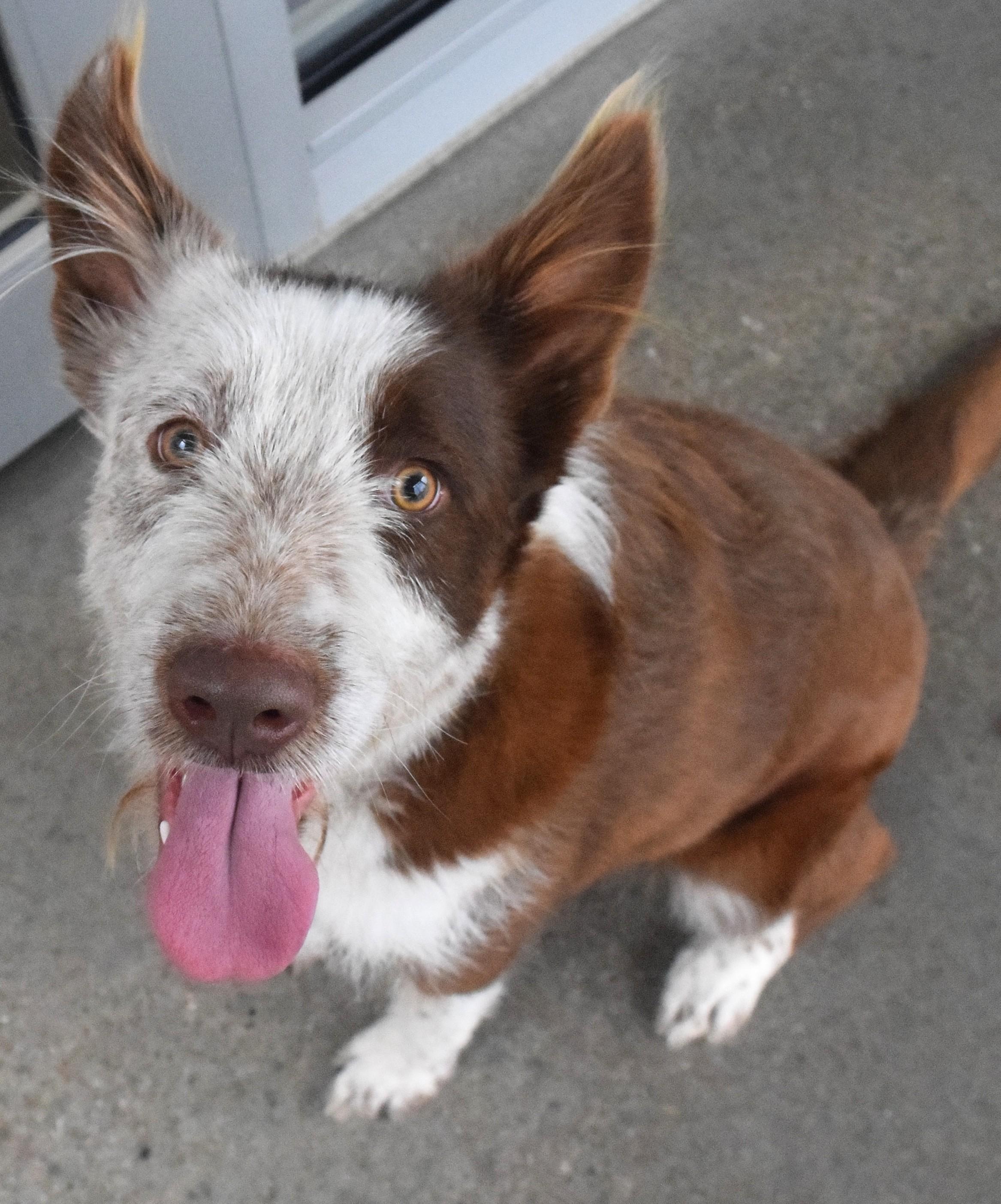 #21980 "CeCe", adopted, Adult Female Australian Cattle Dog / Blue Heeler.