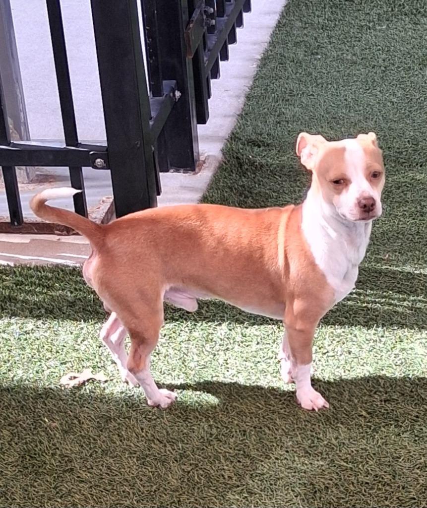 Paco, Adoptable, Adult Male Chihuahua & Dachshund.