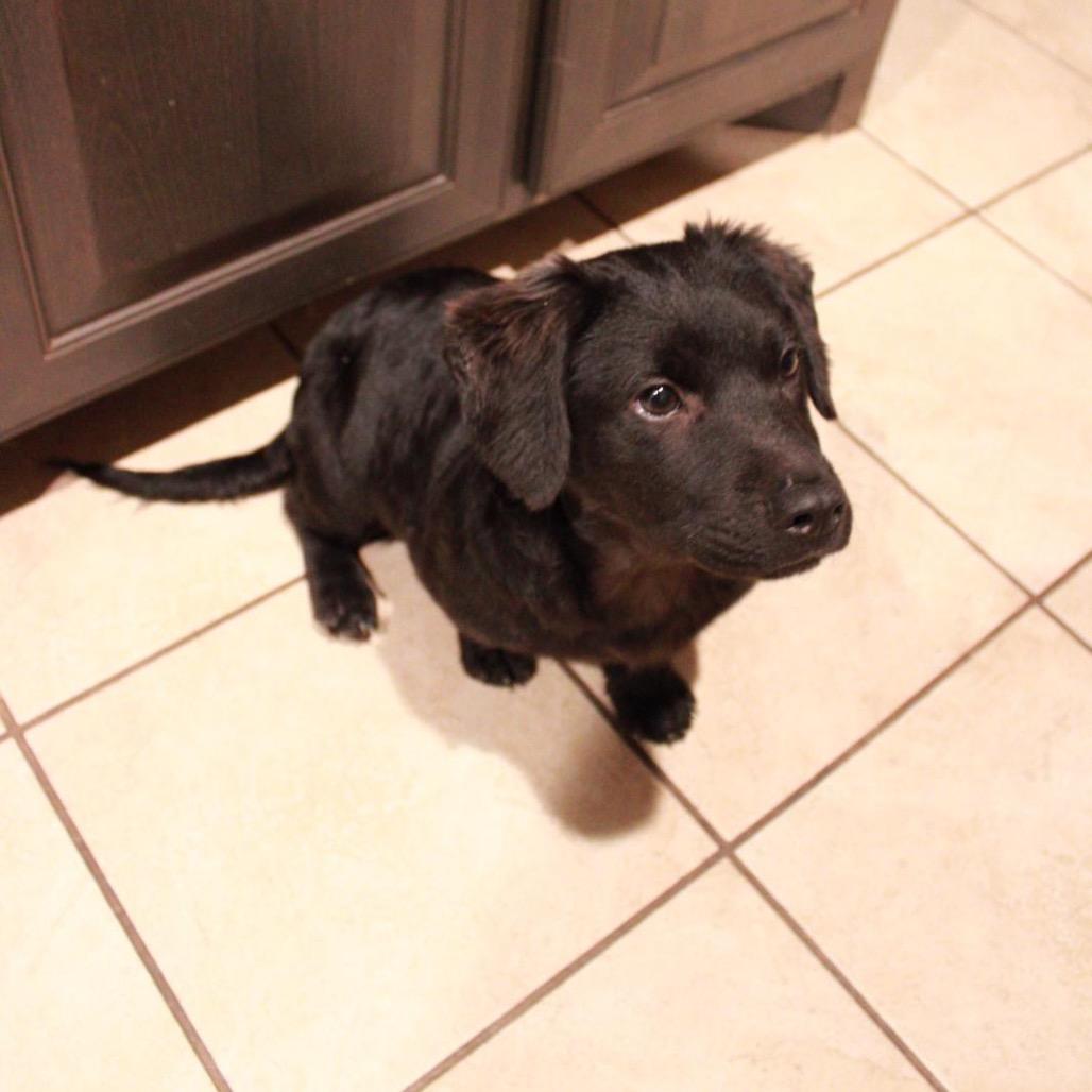 Samson, Adoptable, Young Male Mixed Breed.