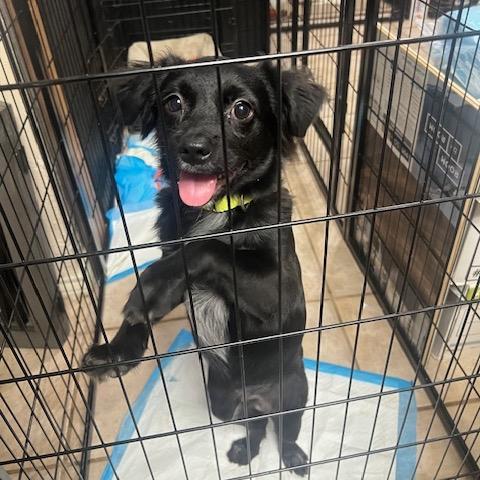 Samson, a Adoptable Mixed Breed in Oxford, ME image 2/6