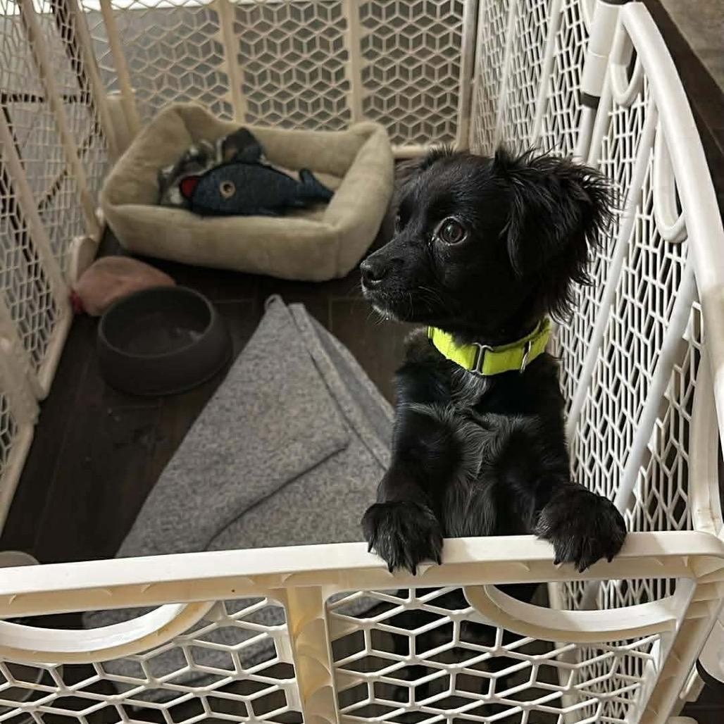 Samson, a Adoptable Mixed Breed in Oxford, ME image 3/6