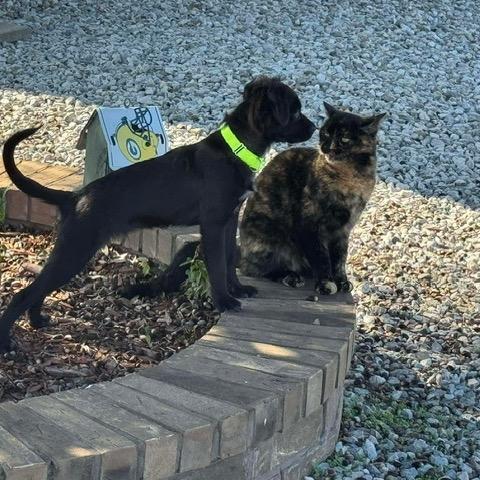 Samson, a Adoptable Mixed Breed in Oxford, ME image 4/6