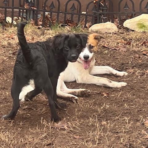 Samson, a Adoptable Mixed Breed in Oxford, ME image 5/6