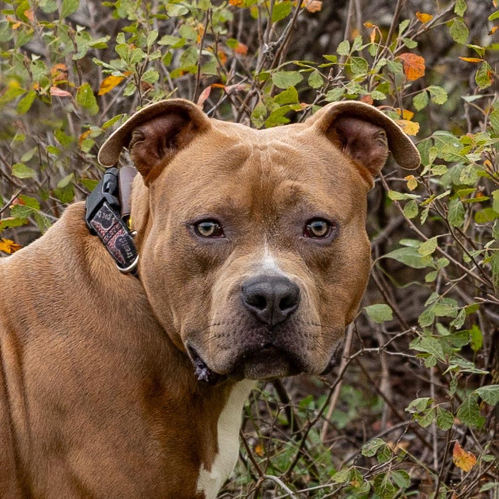 Wesson, a Adoptable Pit Bull Terrier in Council Bluffs, IA image 1/4